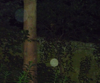 Orb 20